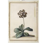 ZHAOSHAN Famous Poster Artworks Art Print Poster a Purple Variegated Auricula by Georg Dionysius Ehret Animal Pictures for Home Decor 60x90cm