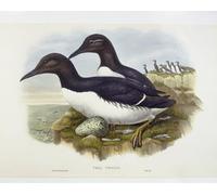 ZHAOSHAN Famous Poster Artworks Art Print Poster Animal Bird Common Murre Engraving William Hart H Richter by John Gould Animal Pictures for Home Decor 60x90cm