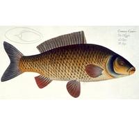 ZHAOSHAN Famous Poster Artworks Art Print Poster Carp Plate Xvi From Ichthyologie by Ludwig Kruger Animal Pictures for Home Decor 60x90cm