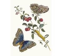 ZHAOSHAN Famous Poster Artworks Art Print Poster Cerises D'amerique by Maria Sibylla Merian Animal Pictures for Home Decor 60x90cm