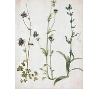 ZHAOSHAN Famous Poster Artworks Art Print Poster Columbine Pansies and Ox Tongue First Quarter by Albrecht Dürer Animal Pictures for Home Decor 60x90cm