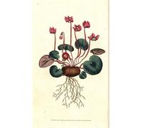 ZHAOSHAN Famous Poster Artworks Art Print Poster Cyclamen De Cos or Caucasus Round Leaved Cyclamenyclamen Coum Animal Pictures for Home Decor 60x90cm