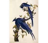 ZHAOSHAN Famous Poster Artworks Art Print Poster Jay Garrulus Ultramarinus From the Birds of America by John Jamess Audubon Animal Pictures for Home Decor 60x90cm