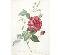 ZHAOSHAN Famous Poster Artworks Art Print Poster Rosa indica cruenta Rosier du Bengale a fleurs pourpre de sang by Pierre Redouté Animal Pictures for Home Decor 60x90cm
