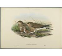 ZHAOSHAN Vintage Pictures Printed Graffiti Print Animal Bird Glareola Pratincola Common Pratincole by John Gould Portrait Canvas Image for Home Decor 60x90cm