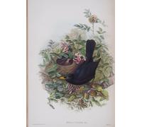 ZHAOSHAN Vintage Pictures Printed Graffiti Print Animal Bird Merula Plate From the Birds of Great Britain by John Gould Portrait Canvas Image for Home Decor 60x90cm