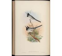 ZHAOSHAN Vintage Pictures Printed Graffiti Print Animal Bird Motacilla Personata Motacilla Alba Personata by John Gould Portrait Canvas Image for Home Decor 60x90cm