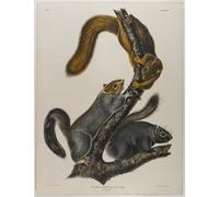 ZHAOSHAN Vintage Pictures Printed Graffiti Print Cat Squirrel by John Jamess Audubon Portrait Canvas Image for Home Decor 60x90cm