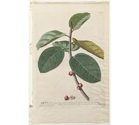 ZHAOSHAN Vintage Pictures Printed Graffiti Print Plantae Selectae No Ficus by Georg Dionysius Ehret Portrait Canvas Image for Home Decor 60x90cm