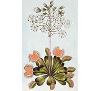 ZHAOSHAN Vintage Pictures Printed Graffiti Print Venus Fly trap Plate by Pierre Buchoz Portrait Canvas Image for Home Decor 60x90cm
