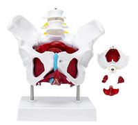 ZHJOPP A Female Pelvis and Organ Model, with Detachable Organs, for Teaching, Learning, and Demonstration Purposes.