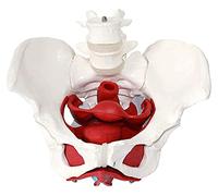 ZHJOPP Female Pelvic Anatomy Model, with Detachable Organs; Pelvic Floor Muscle Anatomy Model, Suitable for Gynecological Training.