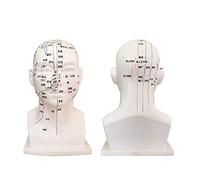 ZHONGJIUYUAN 1 Piece Meridian Model Human Acupuncture Point Human Head Acupuncture Points Model Mannequin Medical Education Appliances Mold