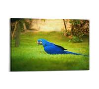 ZHUAI Animal Birds Poster Hyacinth Macaw Decorative Painting Canvas Art Picture 12x18inch(30x45cm)
