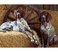 Zhyaunz 5D Diamond Painting Cross Stitch German Shorthaired Pointer Dog Diamond Embroidery Full Round Drill Craft Decor Gift 30x40cm