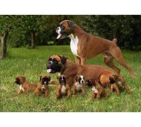 Zhyaunz Boxer Dog - DIY 5D Diamond Painting Kits Animal Pet Cross Stitch Embroidery Gift 40x50cm