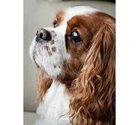 Zhyaunz Cavalier King Charles Spaniel DIY 5D Mosaic Kits Diamond Painting Embroidery Cross Stitch Wedding Art Gift 40x50cm