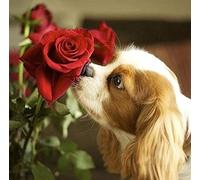 Zhyaunz Cavalier King Charles Spaniel Rose Flower DIY 5D Diamond Painting Kits Pet Dog Animal Cross Stitch Embroidery Full Round Drill Decor Art Craft 30x40cm