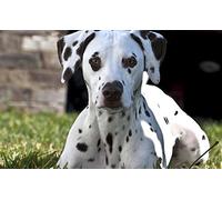 Zhyaunz DIY 5D Diamond Painting Dalmatian Dog Cross Stitch Kits Pet Animal Embroidery Rhinestone Art Craft Wall Decor 40x50cm