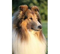 Zhyaunz DIY 5D Diamond Painting Rough Collie Dog Painting by Number Kits Embroidery Drawing Rhinestone Art Craft 40x50cm