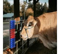 Ziaphsol Wall-mounted livestock brush made of plastic and steel, red and blue, 50 x 10 x 6.5 cm, for stable and pasture care of cattle and horses