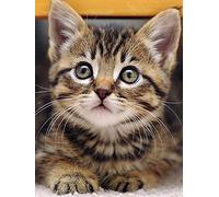 Ziiajune DIY 5D Diamond Art Kitten Animal, Diamond Painting Kits for Adults, Paint with Diamonds Art Kits, Full Drill Rhinestone Cross Stitch Embroidery for Home Wall Decoration 30x40cm