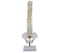 Ziiyoilh 45CM Human Spine with Pelvic Model Human Anatomical Anatomy Spine Model Spinal Column Model+Stand Fexible
