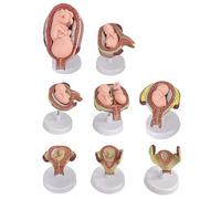 ZIMGOD Fetal Embryo Development Model Kit Set of 8, Removable Pregnancy Anatomy Educational Model, Human Embryonic Process Mannequin for Medical Teaching