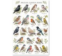 Zimplicity British Garden Birds Identification Educational Wall Art Print Poster, UK Wildlife Ornithology Learning Chart for Home, Classroom or Study (A3-297mm x 420mm)