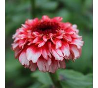 Zinnia Zinderella Fizz Seed Pack Raspberry Red & White Frothy Blooms - Hardy Annual For Borders/cutting - Thompson & Morgan