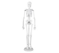 Zisemeil 45cm Human Skeleton Model, Anatomical Demonstration with Movable Jaw Detachable Skull Rotatable Hands Feet, for Education Classroom Teaching