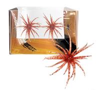 ZiStarlilife Sea Urchin Soft Fishing Lures Tackle 2 Pack 1.7g 6Cm TPR Material Floating Tentacles, For Bass & Trout Lures & Mandarin Fish Compatible With Jig Heads Drop Rigs Rigs(Red)