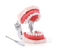 ZITREOXN Dental Typodont Teeth Model,Completely Detachable Teeth Model Suitable for Teaching,Practice and Study,Come with a Small Screwdriver