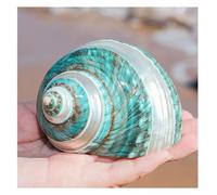ZIUBMVDYC -Natural seashells Hermit Crab Shells Large Medium Turbo Seashell Natural Sea Conch(8~9cm)