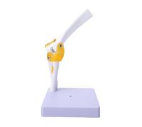 Ziyvural Plastic Elbow Joint Model with Ligaments for Teaching Anatomy | Functional Design with Movable Ligaments, Life-size Humerus Ulna Radius, Removable From Stable Base for Exam
