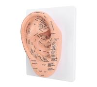 ZJchao 22cm PVC Ear Acupuncture Model Acupressure Model Auricular Therapy with Clear Acupoint els for School Teaching Massage School Beauty Salon