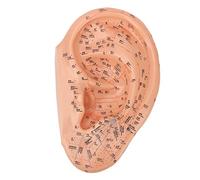 ZJchao 40cm Acupuncture Points Ear Massage Model Professional Ear Zone Tool with Clear Precise Acupoints for Teaching Learning Display Laboratory
