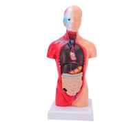 ZJchao Human Anatomy Model Anatomical Human Body Model Torso with 15 Removable Organs for Medical School Education Learning Display