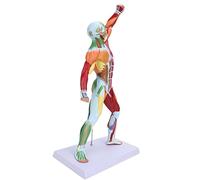 ZJchao Human Muscle Model, 50cm Multi-Color Muscular System Model, Body Muscle Structure Model