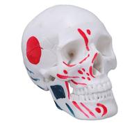 ZJchao Human Skull Anatomical Model 4.53x3.35x2.76in PVC Material Life Size Teaching Learning Tool for Classroom Lab Study