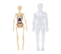 ZJchao Interactive Human Body Model Anatomy Physiology Study Kit with Fluorescent Skeleton Removable Organs and Bones for Kids Medical Students Science Learning Tool ABS Material