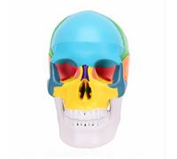 ZJchao Skull Model, Detachable Human Brain Display with Color-Coded Regions for Science Education
