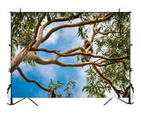 ZKFETPVOW Koala a Branch Eucalyptus Tree Australian National Park Photography Backdrop Photographer Portrait Banner Photo Studio Photobooth Prop Photography Background Decoration Supplies 7×5ft