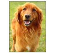 ZLCHYJ Diamond Painting Kits for Adults, Golden Retriever Dog DIY Diamond Painting Kits 5D Full Drill Round Diamond Art Kits Paint by Numbers Painting Art for Indoor Décor(30x40cm/12x16in)