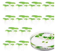 ZLKRHAK 2 Packs 36 Pieces Total Duckweed Water Plants Mini Pond, Swimming Plants, Aquarium Decoration, Swimming Plants, Mini Pond