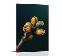 ZLLJXFZZ Coffee Poster Macro, Coffee Bloom Time-lapse Wall Art Mural Modern Decoration Hanging Art Poster 16x24inch(40x60cm)
