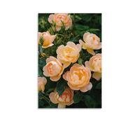 ZLLJXFZZ Flowers Poster Featuring A Pink Roses in Bloom And Green Leaves Wall Art Mural Modern Decoration Hanging Art Poster 16x24inch(40x60cm)