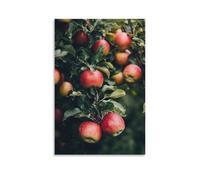ZLLJXFZZ Fruit Poster Organic, Apple Orchard Wall Art Mural Modern Decoration Hanging Art Poster 16x24inch(40x60cm)