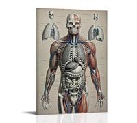 ZLLJXFZZ Human Anatomy Poster Wall Art Mural Modern Decoration Hanging Art Poster 08x12inch(20x30cm)