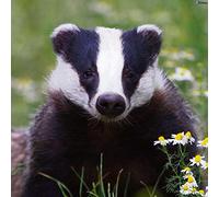 znwrr 5D DIY Diamond Art Painting Kits Adults Grey Badger Brock Animal Black and White Diamond Art Painting Kit On 30x40cm